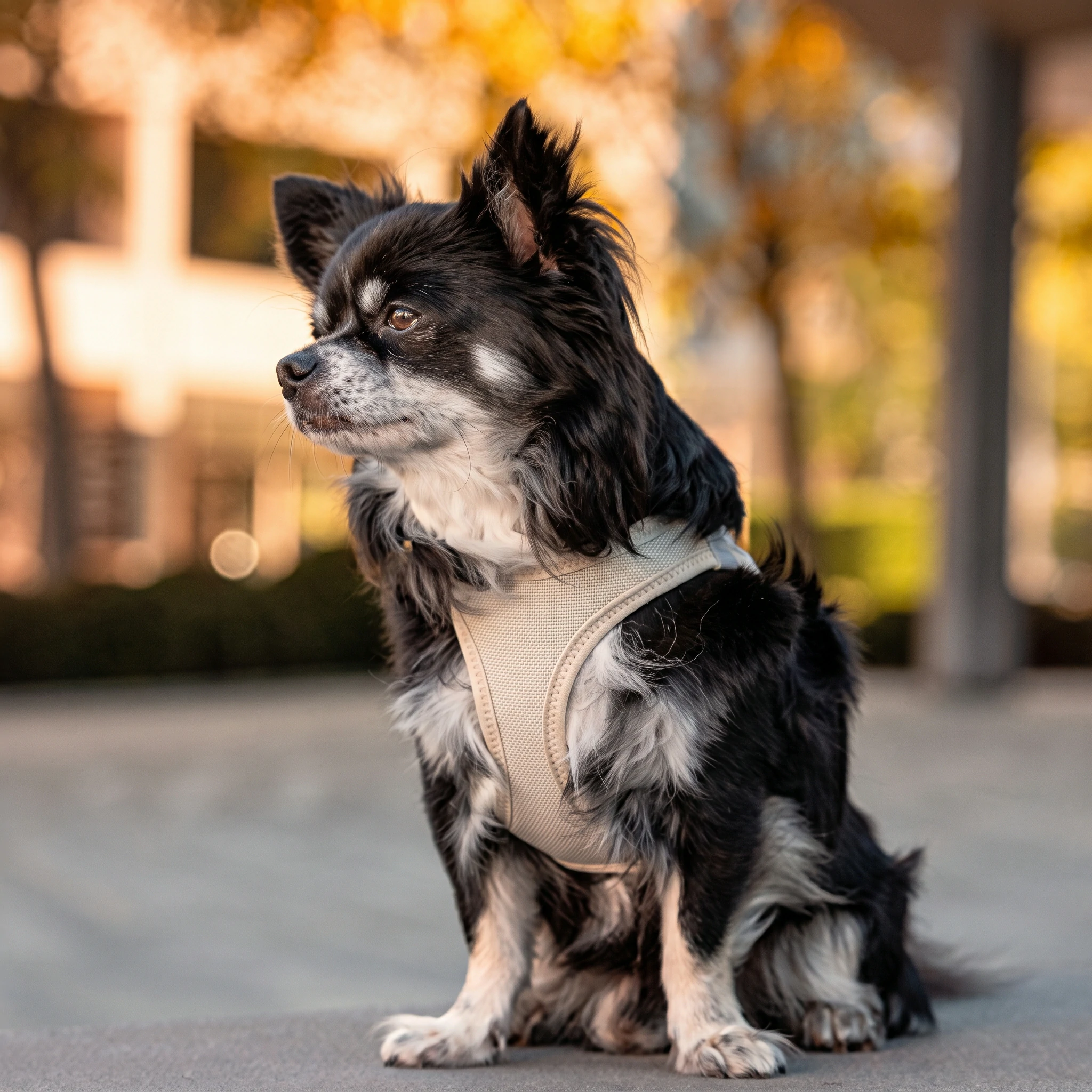 An active dog wearing a durable and adjustable custom dog harness outdoors, manufactured by Wehao Pets for comfortable and safe walking.